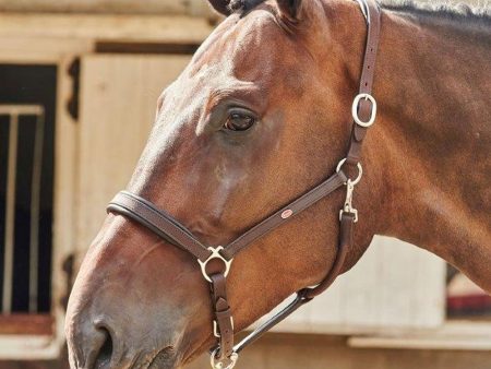 Whitaker Ready To Ride Leather Headcollar Havana Pony For Discount