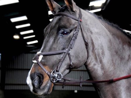 Whitaker Ready To Ride Mexican Bridle Pony Havana Online